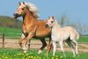  Schmidt Spiele Horses, 2x26, 2x48 db (55588) Gyerek Kirakó