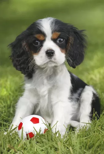 Schmidt Spiele My cutest baby animals, 3x48 db (56361) Gyerek kirakó 